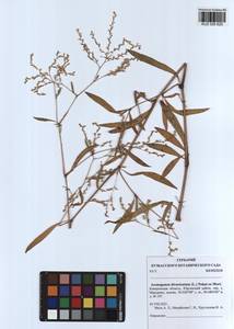 Koenigia divaricata (L.) T. M. Schust. & Reveal, Siberia, Altai & Sayany Mountains (S2) (Russia)