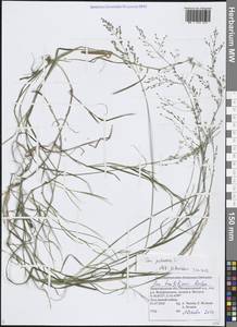 Poa palustris L., Eastern Europe, Volga-Kama region (E7) (Russia)