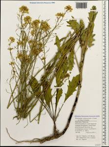 Brassica elongata subsp. integrifolia (Boiss.) Breistr., Caucasus, Stavropol Krai, Karachay-Cherkessia & Kabardino-Balkaria (K1b) (Russia)