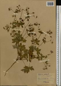 Geranium palustre L., Eastern Europe, North-Western region (E2) (Russia)