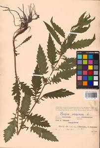 MHA 0 157 793, Lycopus europaeus L., Eastern Europe, Western region (E3) (Russia)
