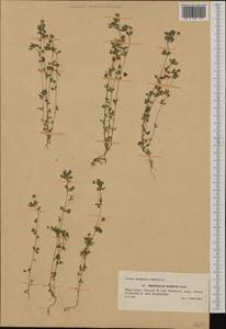 Trifolium dubium Sibth., Western Europe (EUR) (Poland)
