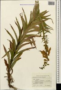 Digitalis ciliata Trautv., Caucasus, Stavropol Krai, Karachay-Cherkessia & Kabardino-Balkaria (K1b) (Russia)