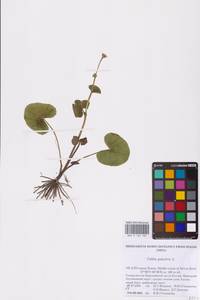 Caltha palustris L., Eastern Europe, Northern region (E1) (Russia)