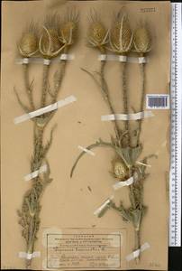 Dipsacus laciniatus L., Middle Asia, Western Tian Shan & Karatau (M3) (Kazakhstan)