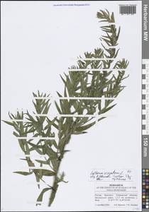 Lythrum virgatum L., Eastern Europe, Middle Volga region (E8) (Russia)