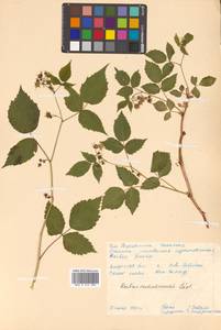 Rubus idaeus subsp. melanolasius Focke, Siberia, Russian Far East (S6) (Russia)