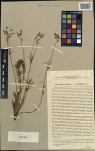 Potentilla volgarica Juz., Eastern Europe, Lower Volga region (E9) (Russia)
