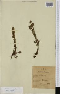 Artemisia norvegica, Western Europe (EUR) (Sweden)