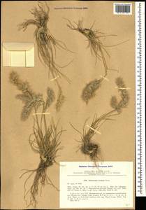 Enneapogon persicus Boiss., Caucasus, Armenia (K5) (Armenia)