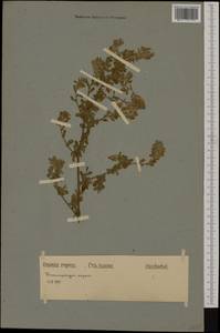 Ononis spinosa subsp. procurrens (Wallr.)Briq., Western Europe (EUR) (Germany)
