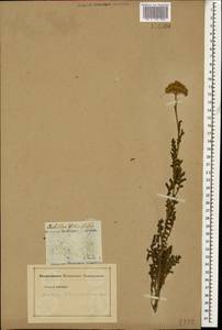 Achillea filipendulina Lam., Caucasus (no precise locality) (K0)