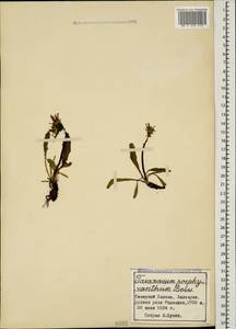 Taraxacum porphyranthum Boiss., Caucasus, Stavropol Krai, Karachay-Cherkessia & Kabardino-Balkaria (K1b) (Russia)
