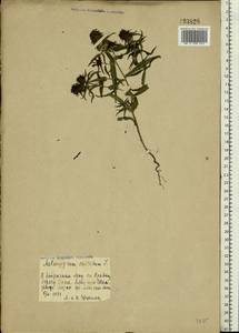 Melampyrum cristatum L., Eastern Europe, Central forest-and-steppe region (E6) (Russia)