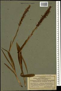 Gymnadenia conopsea (L.) R.Br., Caucasus, Dagestan (K2) (Russia)