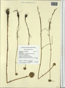 Allium guttatum Steven, Western Europe (EUR) (Bulgaria)
