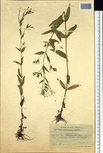 Epilobium ciliatum subsp. ciliatum, Siberia, Western Siberia (S1) (Russia)