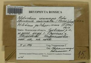 Polytrichum commune Hedw., Bryophytes, Bryophytes - Novgorod & Pskov Oblasts (B5) (Russia)
