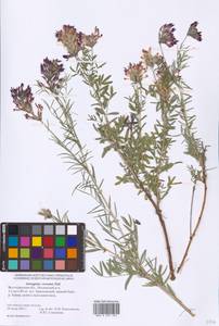 Astragalus cornutus Pall., Eastern Europe, Lower Volga region (E9) (Russia)