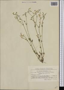 Cerastium brachypetalum subsp. tauricum (Spreng.) Murb., Western Europe (EUR) (Romania)