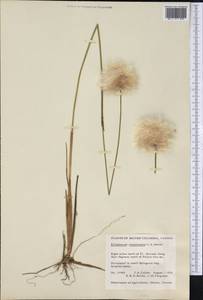 Eriophorum medium Andersson, America (AMER) (Canada)