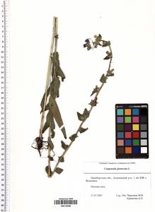 Campanula glomerata L., Eastern Europe, Eastern region (E10) (Russia)