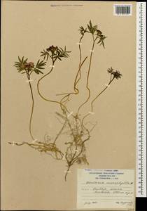 Cardamine abchasica Govaerts, Caucasus, South Ossetia (K4b) (South Ossetia)