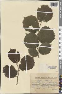 Corylus avellana L., Western Europe (EUR) (Bulgaria)