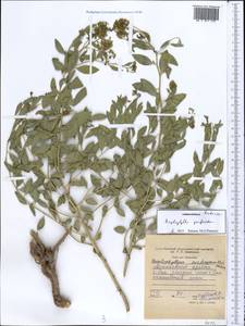 Haplophyllum acutifolium (DC.) G. Don, Middle Asia, Western Tian Shan & Karatau (M3) (Tajikistan)
