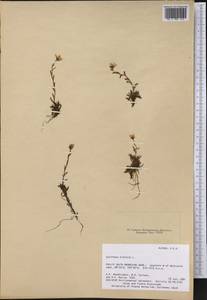 Saxifraga hirculus, America (AMER) (United States)