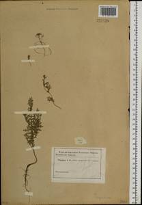 Descurainia sophia (L.) Webb ex Prantl, Siberia, Altai & Sayany Mountains (S2) (Russia)