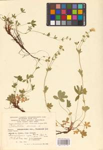 Potentilla aurea L., Eastern Europe, West Ukrainian region (E13) (Ukraine)