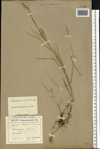 Agropyron cristatum (L.) Gaertn., Eastern Europe, South Ukrainian region (E12) (Ukraine)