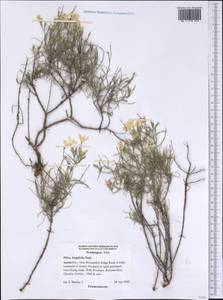 Phlox longifolia Nutt., America (AMER) (United States)
