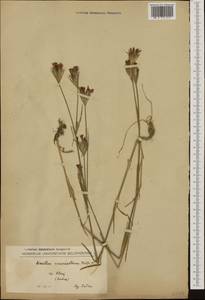 Dianthus armeria L., Western Europe (EUR) (Serbia)