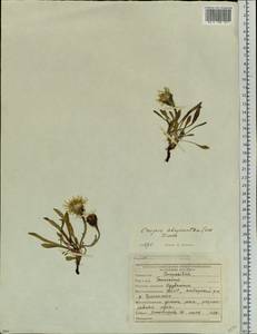 Crepis chrysantha (Ledeb.) Turcz., Siberia, Yakutia (S5) (Russia)