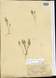 Alyssum szovitsianum Fisch. & C.A.Mey., Middle Asia, Western Tian Shan & Karatau (M3) (Kazakhstan)