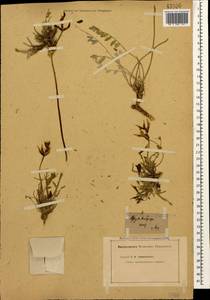 Astragalus brachycarpus Bieb., Caucasus (no precise locality) (K0)