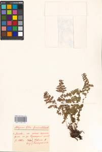 Athyrium filix-femina, Eastern Europe, Moscow region (E4a) (Russia)