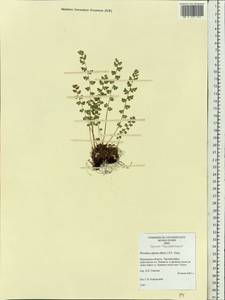 Woodsia alpina (Bolton) Gray, Eastern Europe, Northern region (E1) (Russia)