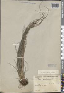 Carex globularis L., Eastern Europe, Estonia (E2c) (Estonia)