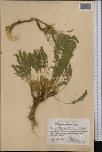 Astragalus alaicus Freyn, Middle Asia, Western Tian Shan & Karatau (M3) (Uzbekistan)