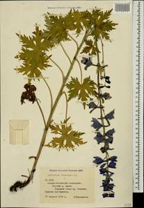 Delphinium flexuosum M. Bieb., Caucasus, North Ossetia, Ingushetia & Chechnya (K1c) (Russia)