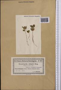 Exochorda racemosa (Lindl.) Rehder, Botanic gardens and arboreta (GARD) (Poland)