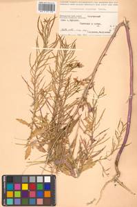 Dontostemon hispidus Maxim., Siberia, Russian Far East (S6) (Russia)