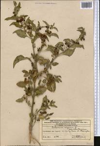 Solanum nigrum L., Middle Asia, Western Tian Shan & Karatau (M3) (Kazakhstan)