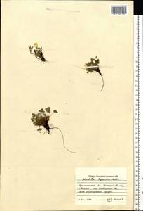 Potentilla hyparctica Malte, Eastern Europe, Northern region (E1) (Russia)