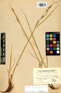 Carex vesicata Meinsh., Siberia, Baikal & Transbaikal region (S4) (Russia)