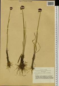 Allium atrosanguineum var. atrosanguineum, Siberia, Altai & Sayany Mountains (S2) (Russia)