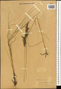 Calamagrostis pseudophragmites (Haller f.) Koeler, Caucasus, Stavropol Krai, Karachay-Cherkessia & Kabardino-Balkaria (K1b) (Russia)